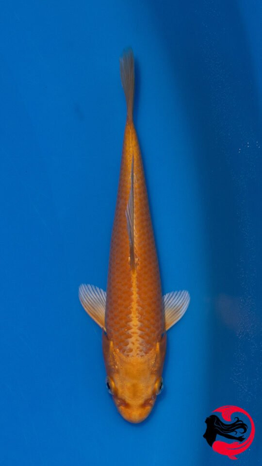25E032 • Marudo Yamabuki Ogon