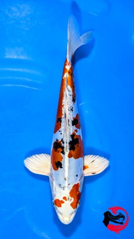 26E003 • Marusaka Heisei Nishiki
