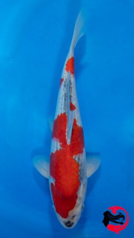 26EB-06 • Kanno Goshiki