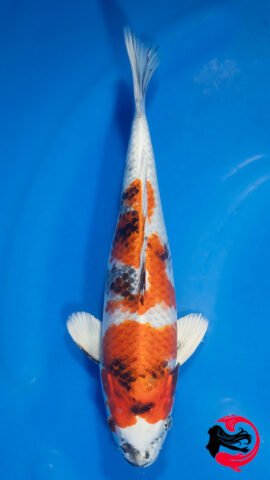 26EB-11 • Kanno Kin Showa