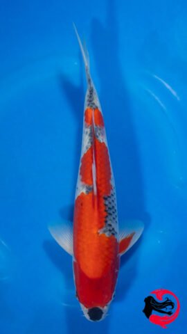 26EB-12 • Kanno Goshiki