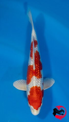 26EB-16 • Marusaka Ginrin Sakura Ogon
