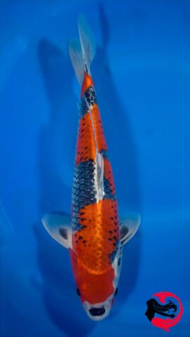 26EB-20 • Kawakami Beni Ginga