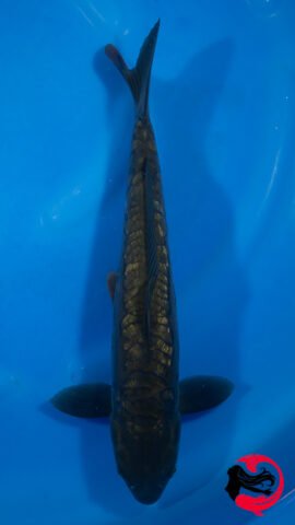 26EB-35 • Marudo Doitsu Ginrin Chagoi